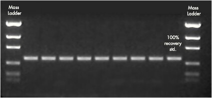 Agarose gel showing reproducibility of recovery of a 500 bp PCR product with MultiScreen PCR<sub>96</sub> filter plate.